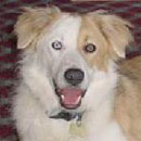 Opie was adopted in November, 2004